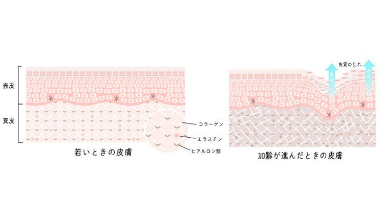 若いときの皮膚は水分が十分にあり、細胞分裂も活発