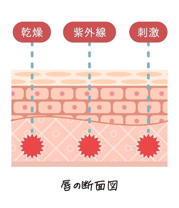 唇の断面図