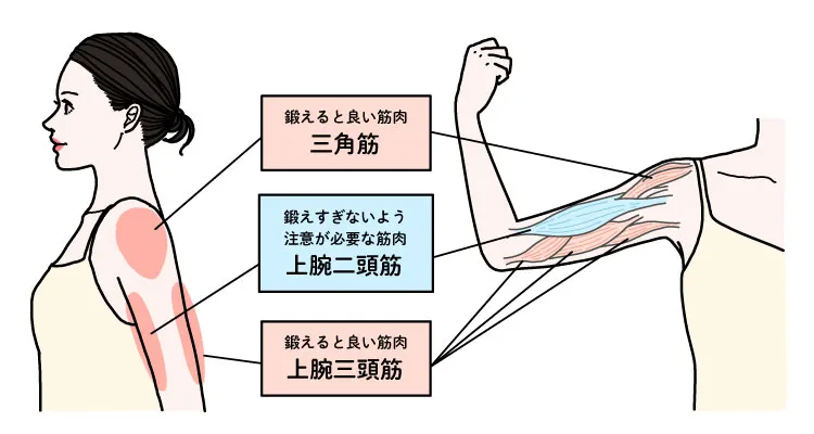 二の腕痩せには三角筋と上腕三頭筋を鍛えると良い