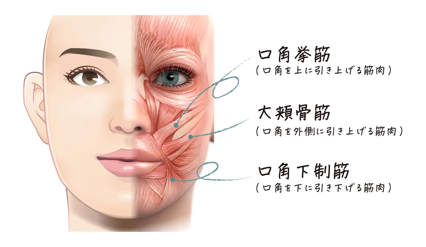 口角の筋肉の画像